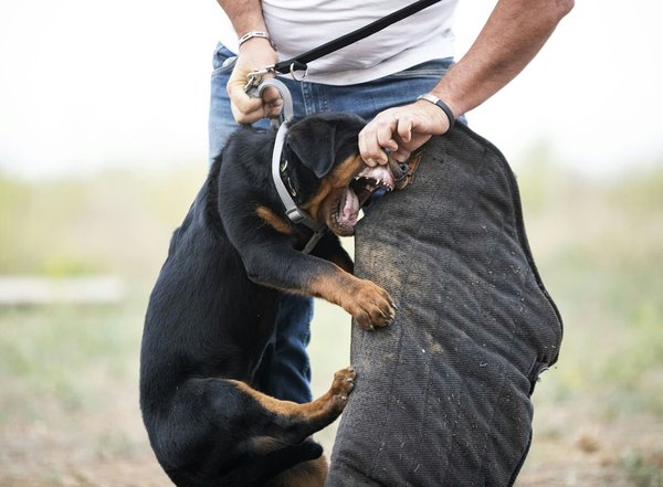Comment les entreprises peuvent-elles utiliser les technologies de l'IA pour améliorer la sécurité des réseaux?